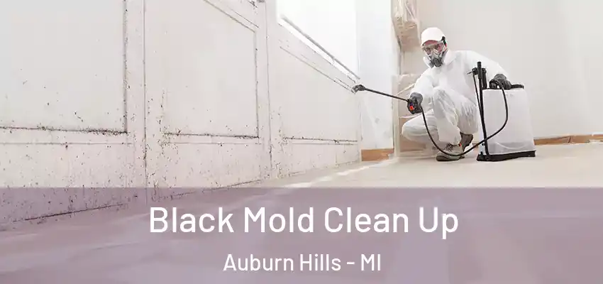  Black Mold Clean Up Auburn Hills - MI
