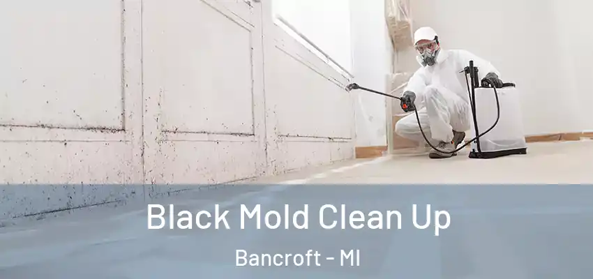  Black Mold Clean Up Bancroft - MI