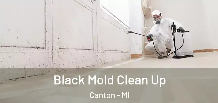  Black Mold Clean Up Canton - MI