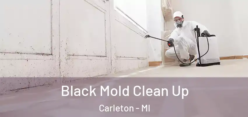  Black Mold Clean Up Carleton - MI