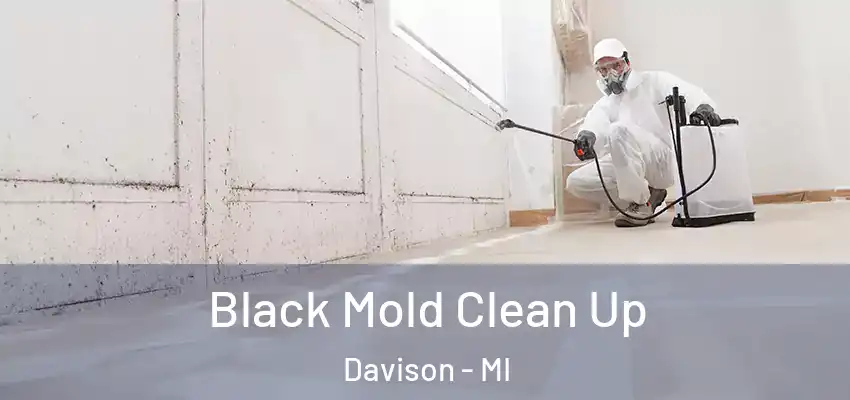  Black Mold Clean Up Davison - MI