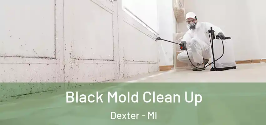  Black Mold Clean Up Dexter - MI