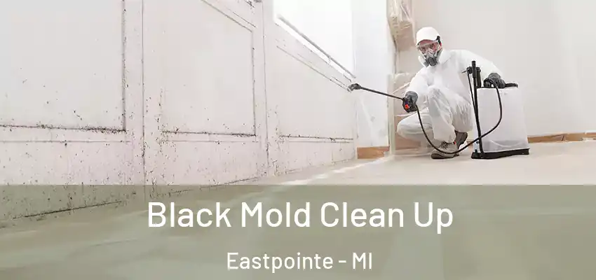  Black Mold Clean Up Eastpointe - MI