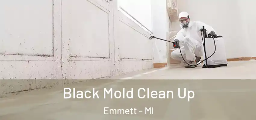  Black Mold Clean Up Emmett - MI