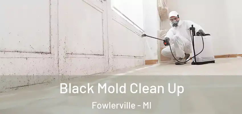 Black Mold Clean Up Fowlerville - MI
