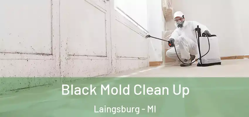 Black Mold Clean Up Laingsburg - MI