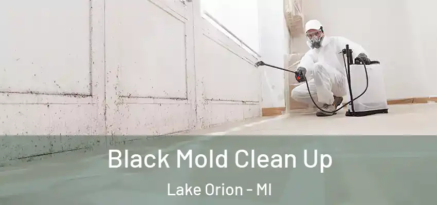  Black Mold Clean Up Lake Orion - MI