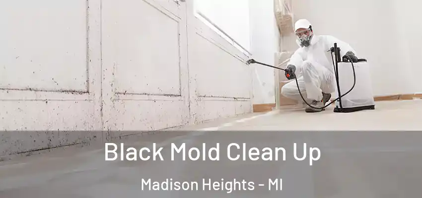  Black Mold Clean Up Madison Heights - MI