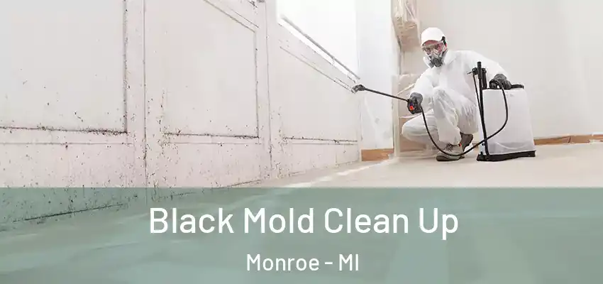  Black Mold Clean Up Monroe - MI