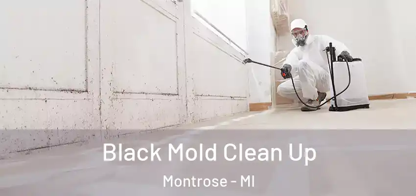  Black Mold Clean Up Montrose - MI