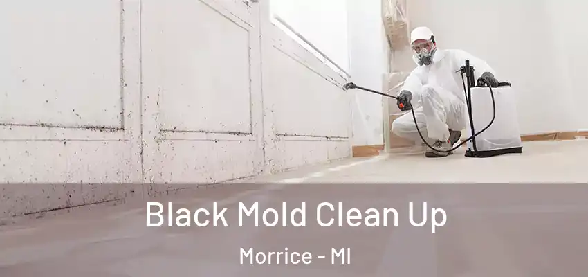  Black Mold Clean Up Morrice - MI