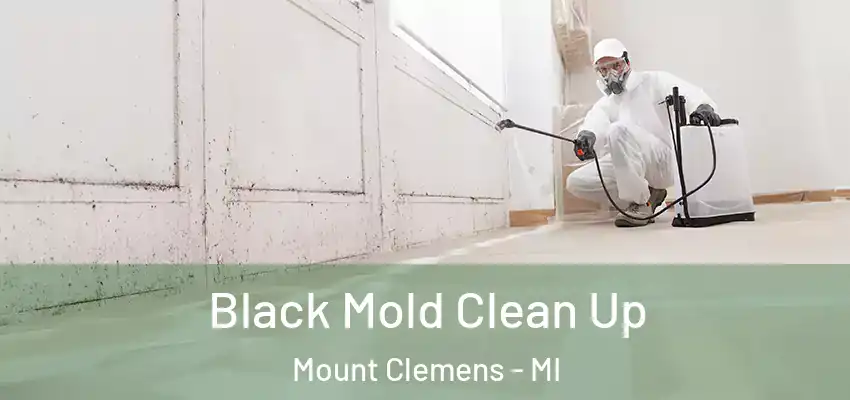  Black Mold Clean Up Mount Clemens - MI