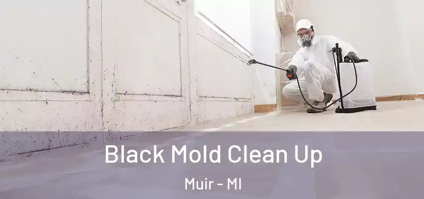  Black Mold Clean Up Muir - MI