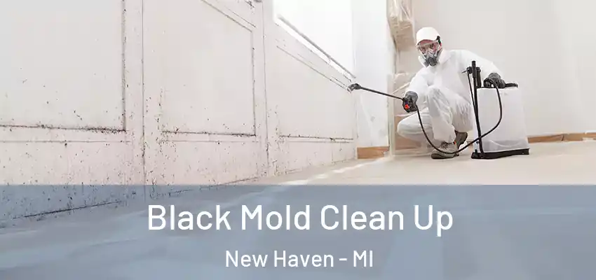  Black Mold Clean Up New Haven - MI
