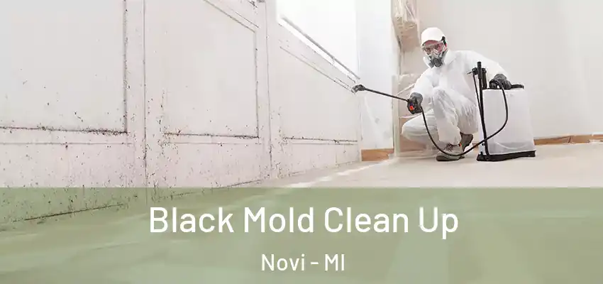  Black Mold Clean Up Novi - MI