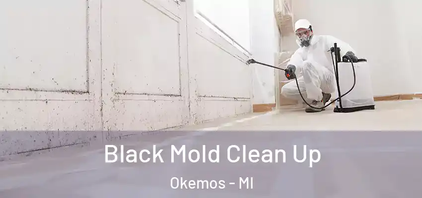  Black Mold Clean Up Okemos - MI