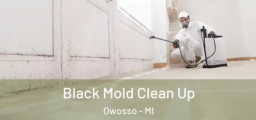  Black Mold Clean Up Owosso - MI