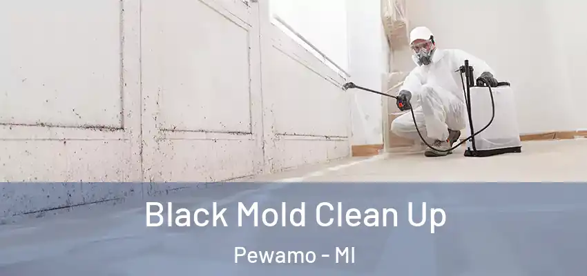  Black Mold Clean Up Pewamo - MI