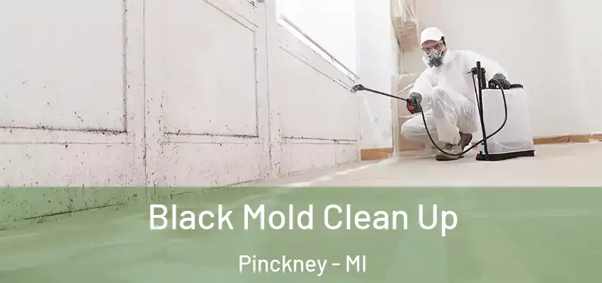  Black Mold Clean Up Pinckney - MI