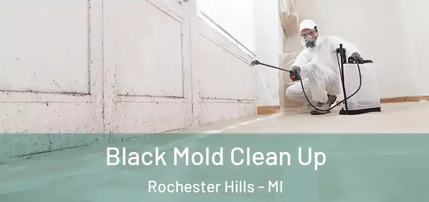  Black Mold Clean Up Rochester Hills - MI