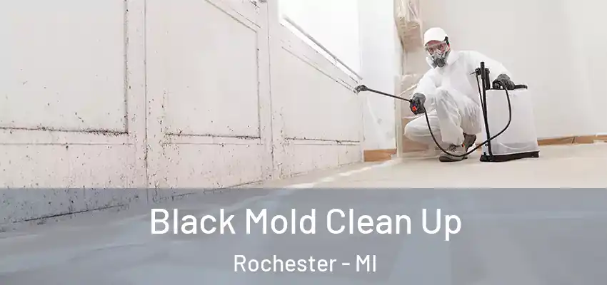  Black Mold Clean Up Rochester - MI
