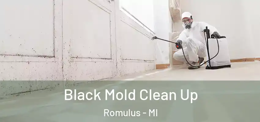  Black Mold Clean Up Romulus - MI