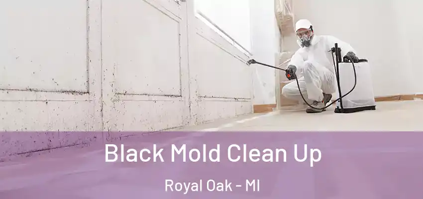  Black Mold Clean Up Royal Oak - MI