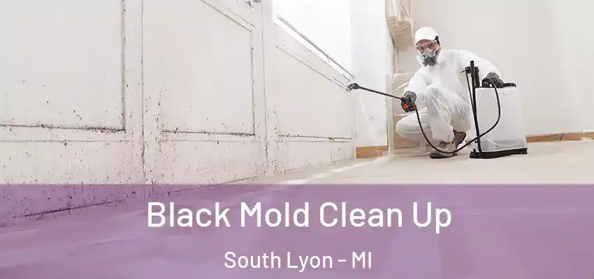  Black Mold Clean Up South Lyon - MI