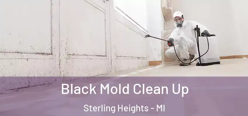  Black Mold Clean Up Sterling Heights - MI