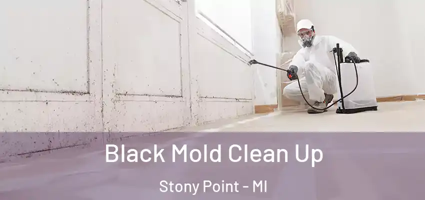  Black Mold Clean Up Stony Point - MI
