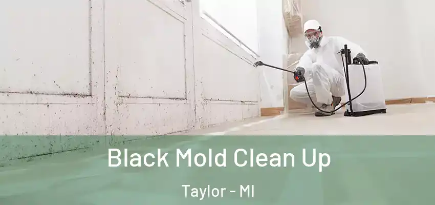  Black Mold Clean Up Taylor - MI