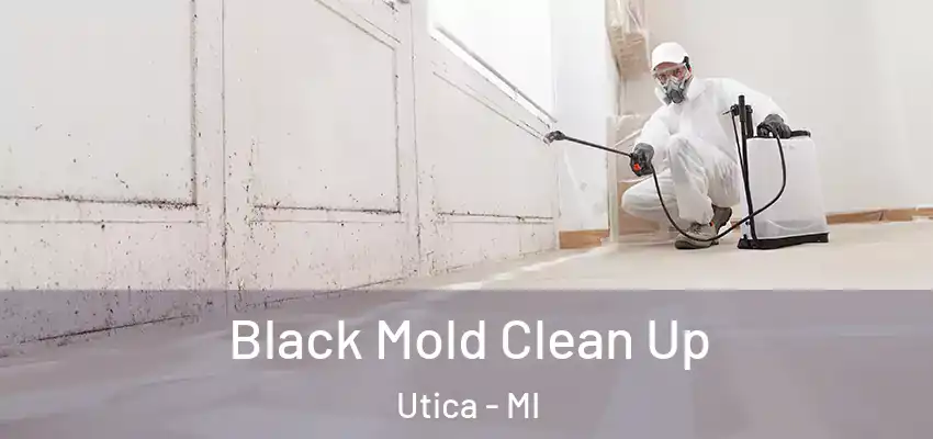  Black Mold Clean Up Utica - MI
