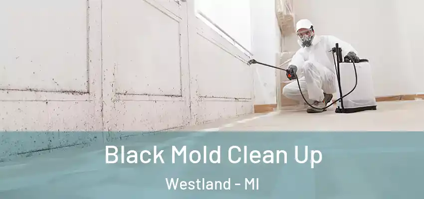  Black Mold Clean Up Westland - MI