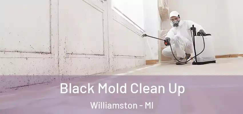  Black Mold Clean Up Williamston - MI