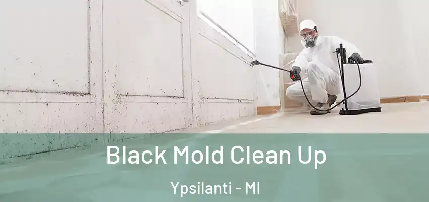  Black Mold Clean Up Ypsilanti - MI