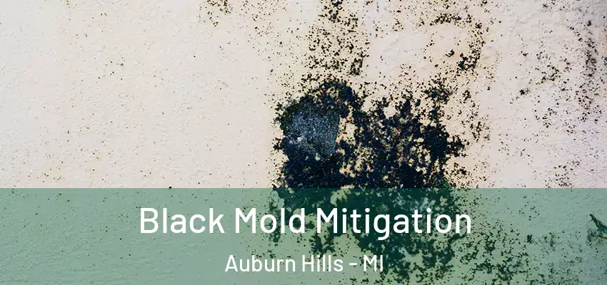  Black Mold Mitigation Auburn Hills - MI