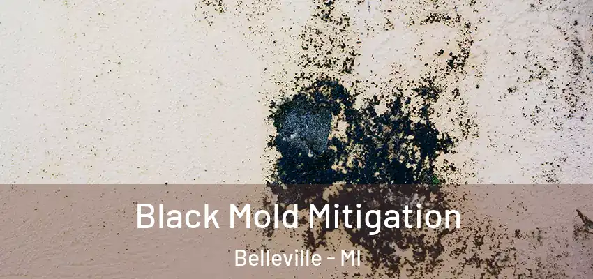  Black Mold Mitigation Belleville - MI
