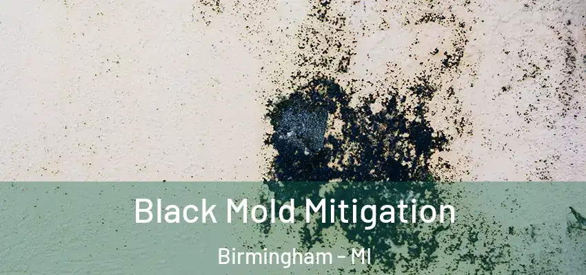  Black Mold Mitigation Birmingham - MI
