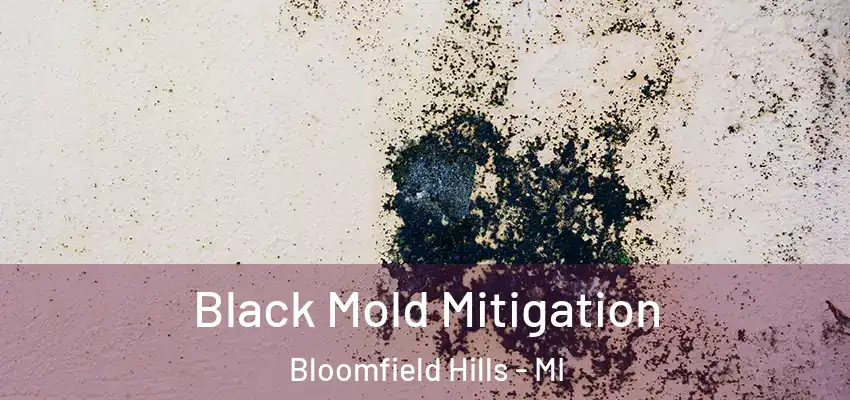  Black Mold Mitigation Bloomfield Hills - MI