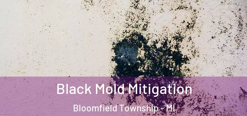  Black Mold Mitigation Bloomfield Township - MI