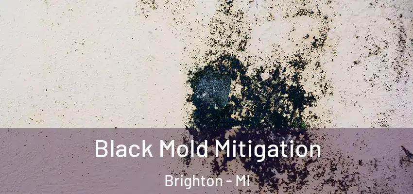  Black Mold Mitigation Brighton - MI