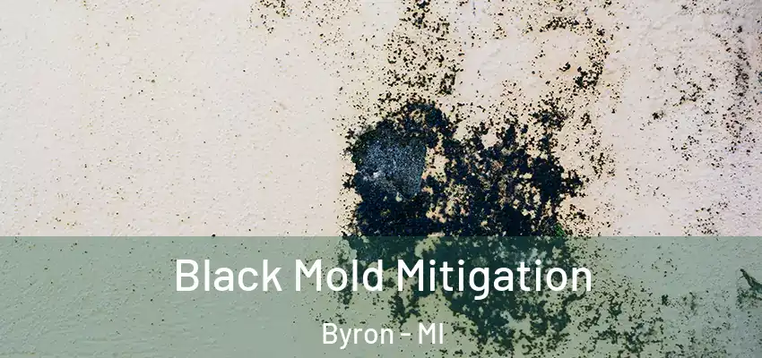  Black Mold Mitigation Byron - MI