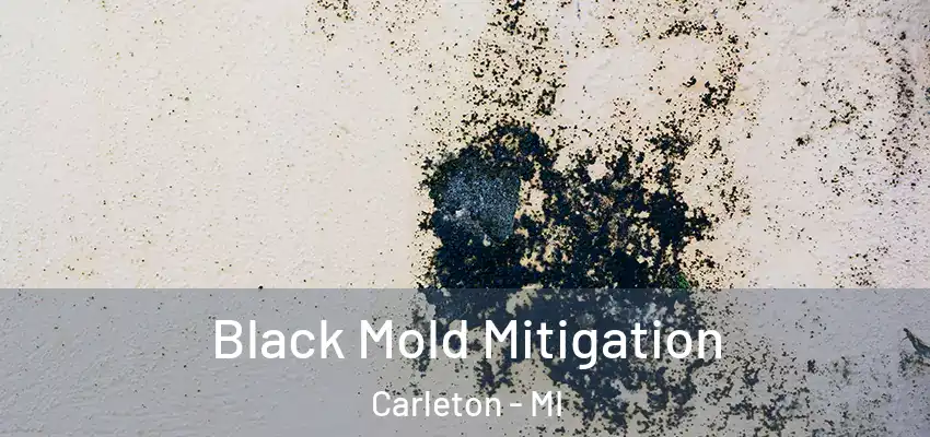  Black Mold Mitigation Carleton - MI