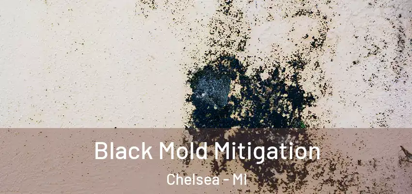  Black Mold Mitigation Chelsea - MI