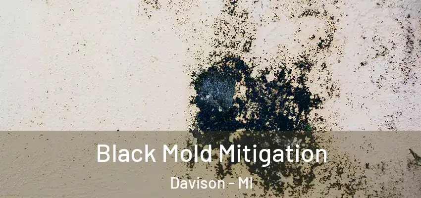  Black Mold Mitigation Davison - MI