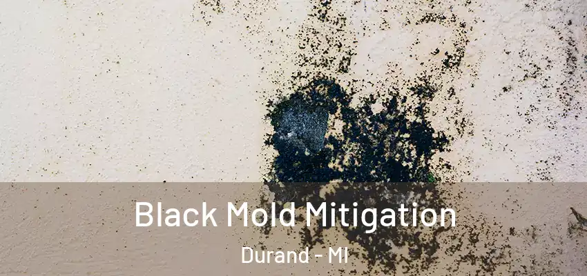  Black Mold Mitigation Durand - MI