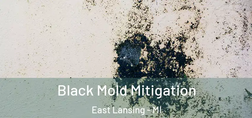  Black Mold Mitigation East Lansing - MI