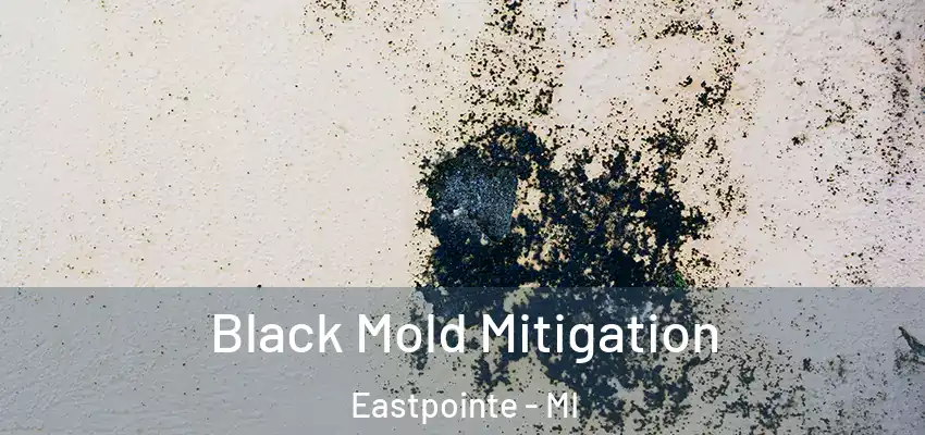  Black Mold Mitigation Eastpointe - MI