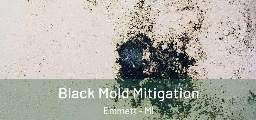 Black Mold Mitigation Emmett - MI