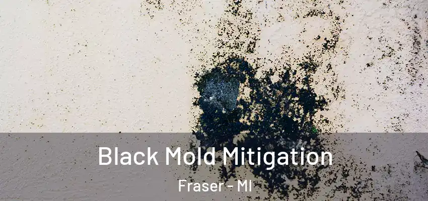  Black Mold Mitigation Fraser - MI